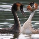 FVCW (18)-Seiler-Max